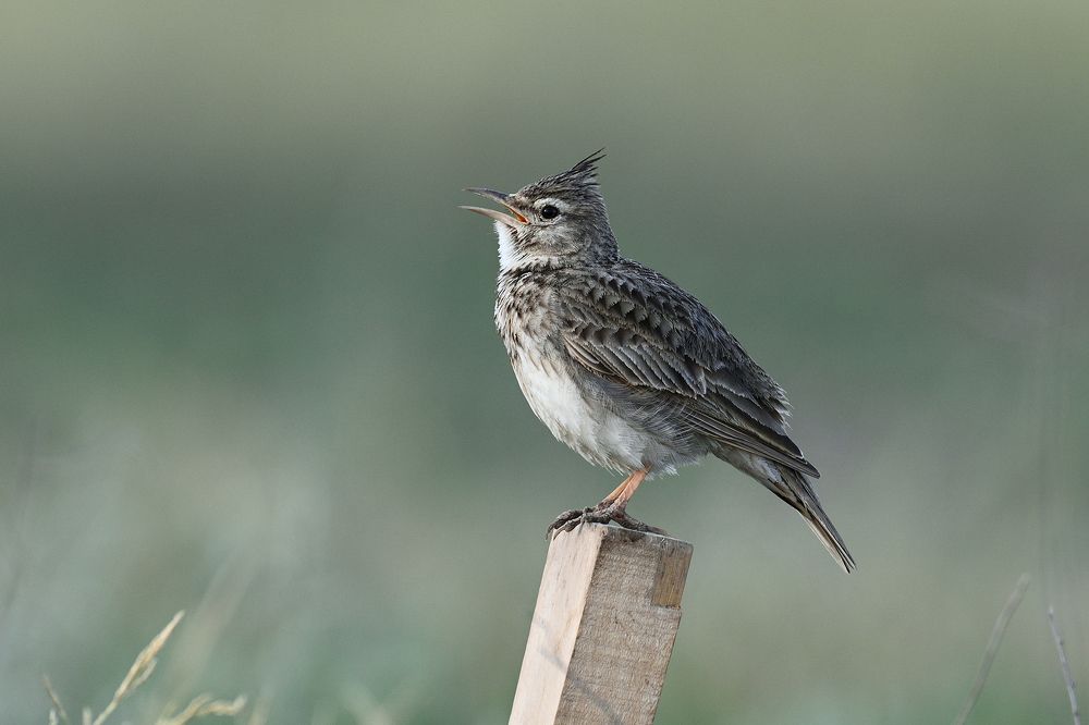 Хохлатый певец