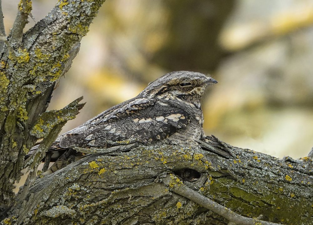 Photograph by Анна Лукьянчикова