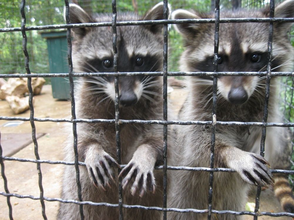 Фотография автора Анатолий Дячина