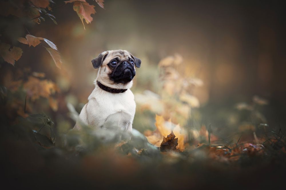 Photograph by Елена Самусенкова