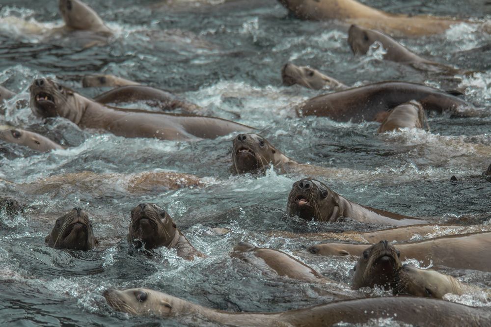 Фотография автора Лаврентьев Александр