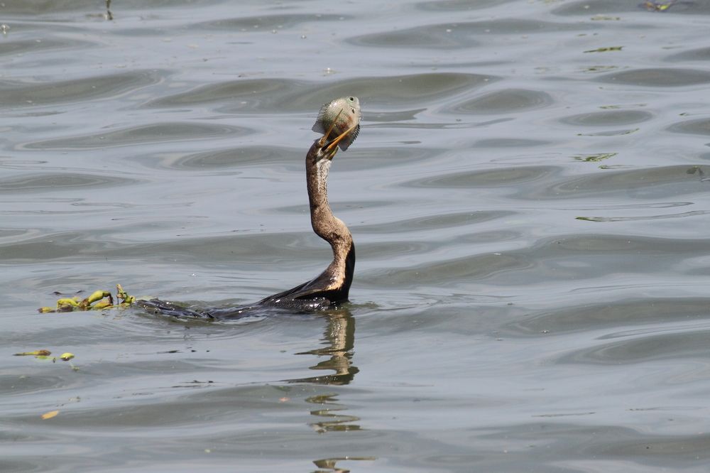 Photograph by Sudhakaran Kookiri