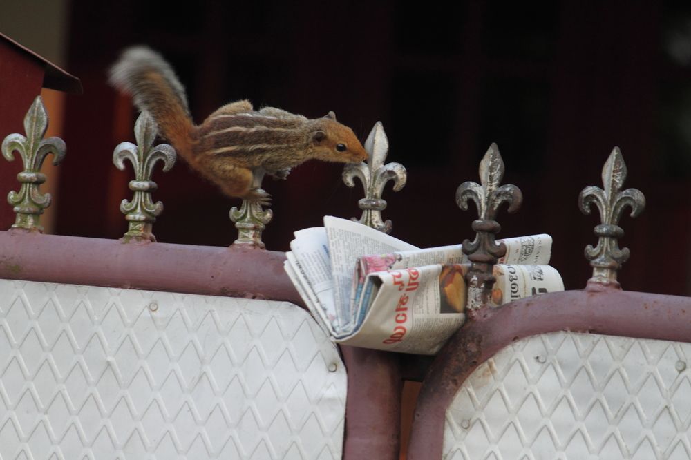 Photograph by Sudhakaran Kookiri