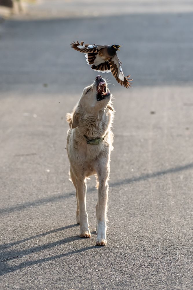 Фотография автора Anuj jain