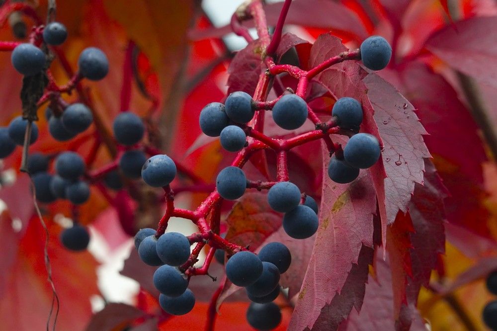 Photograph by jelena konickaja