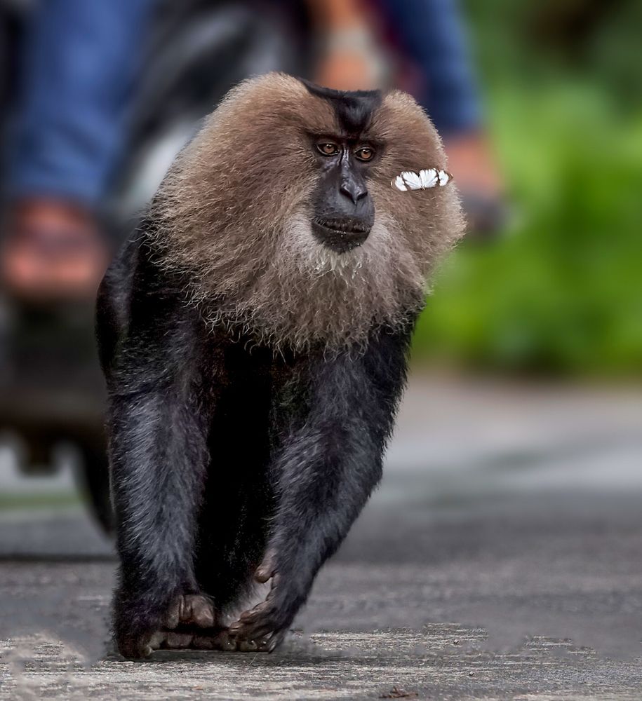 Photograph by Suresh S S