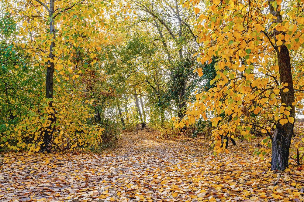 По осенней дороге