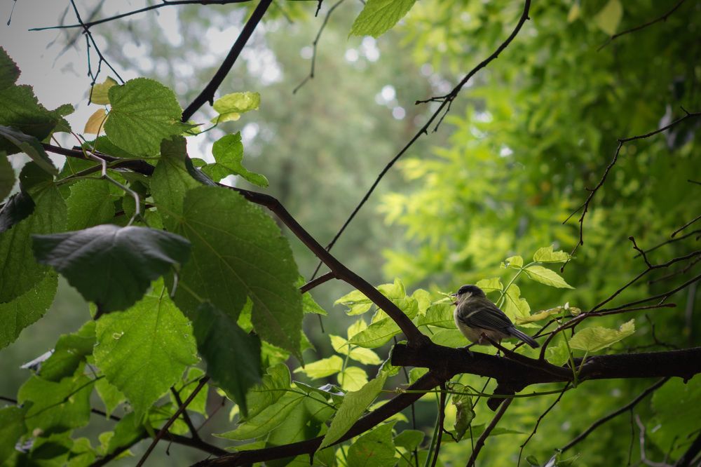 Фотография автора Дмитрий Овчинников