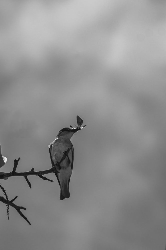 Photograph by Daniel Sosa