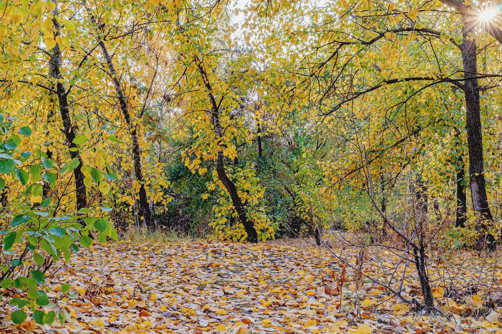 Сюда пришла осень..