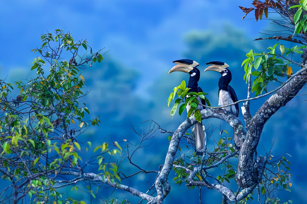 Photograph by k Ravi Reju