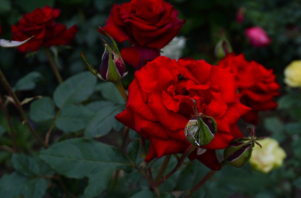 Фотография автора Максим Грибанов