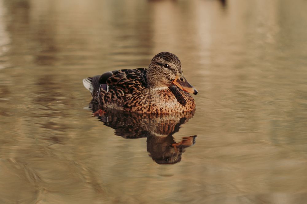 Фотография автора Мария Михайлова