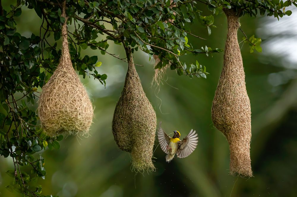 Photograph by k Ravi Reju