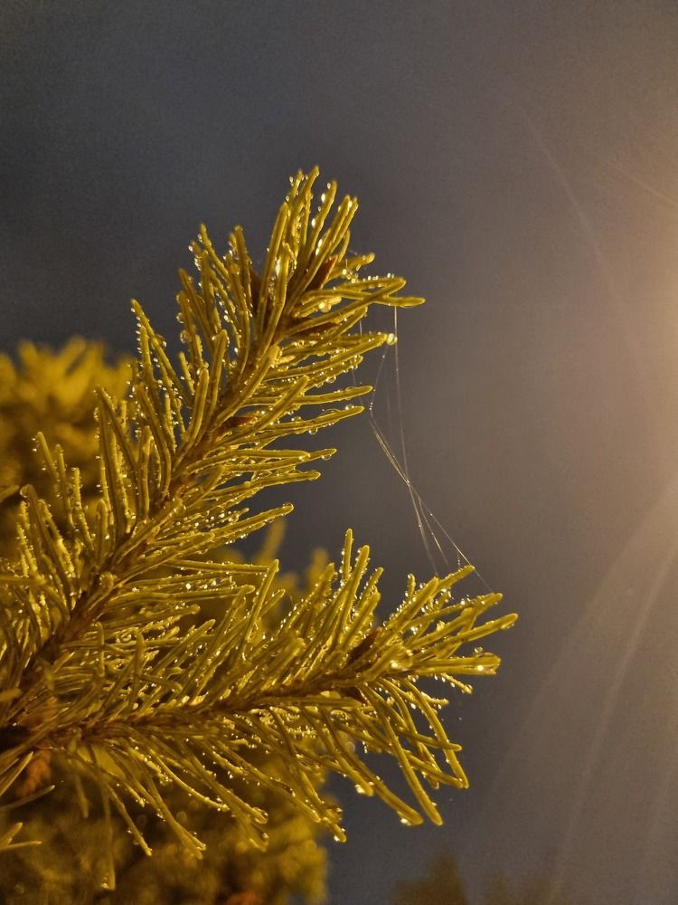 Photograph by Ольга