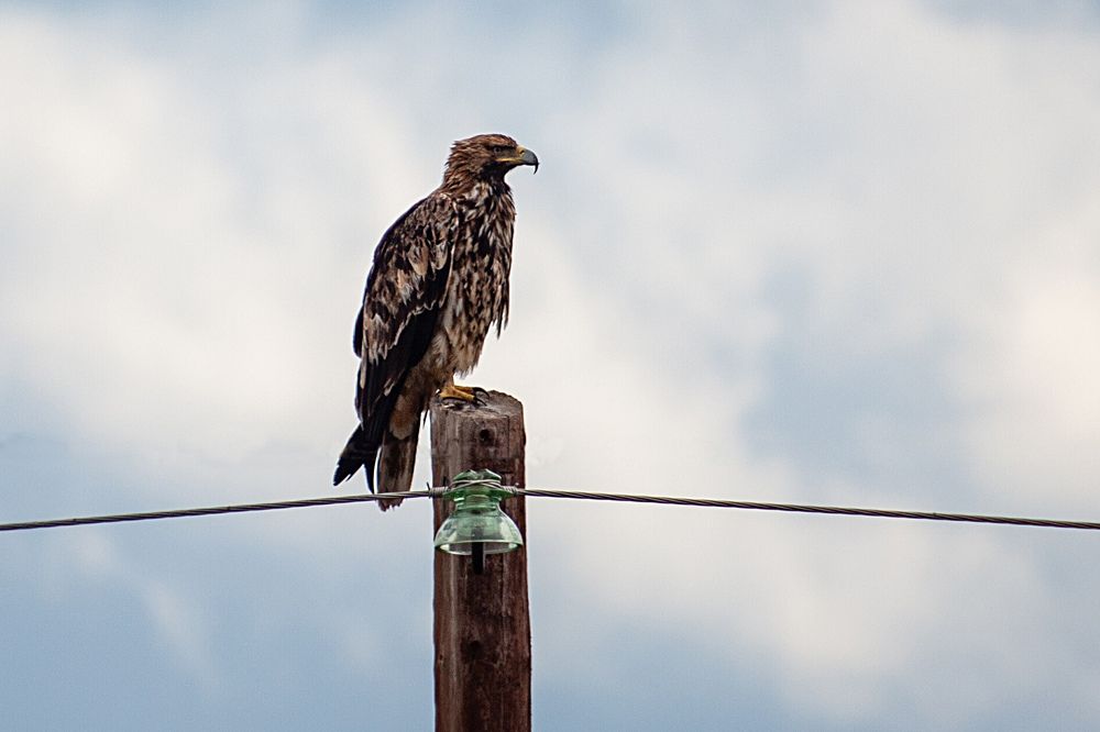Фотография автора Totoro