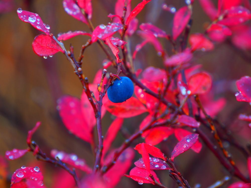 Photograph by PERESHEIN ANDREY