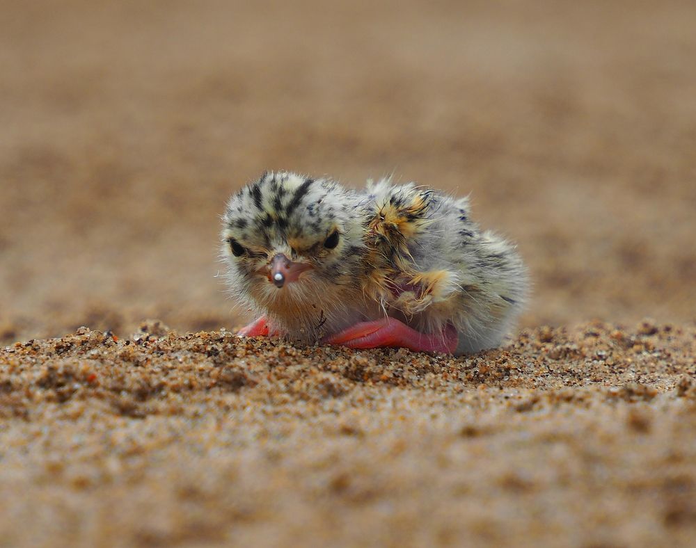 Photograph by PERESHEIN ANDREY