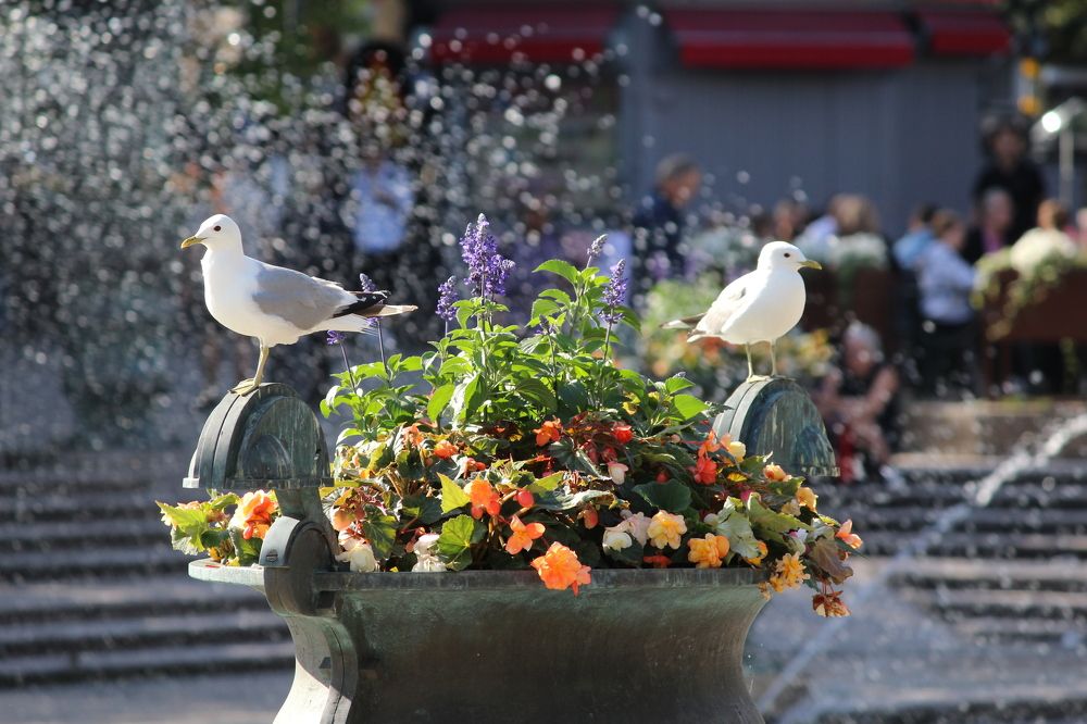 Photograph by Sougata Bhar