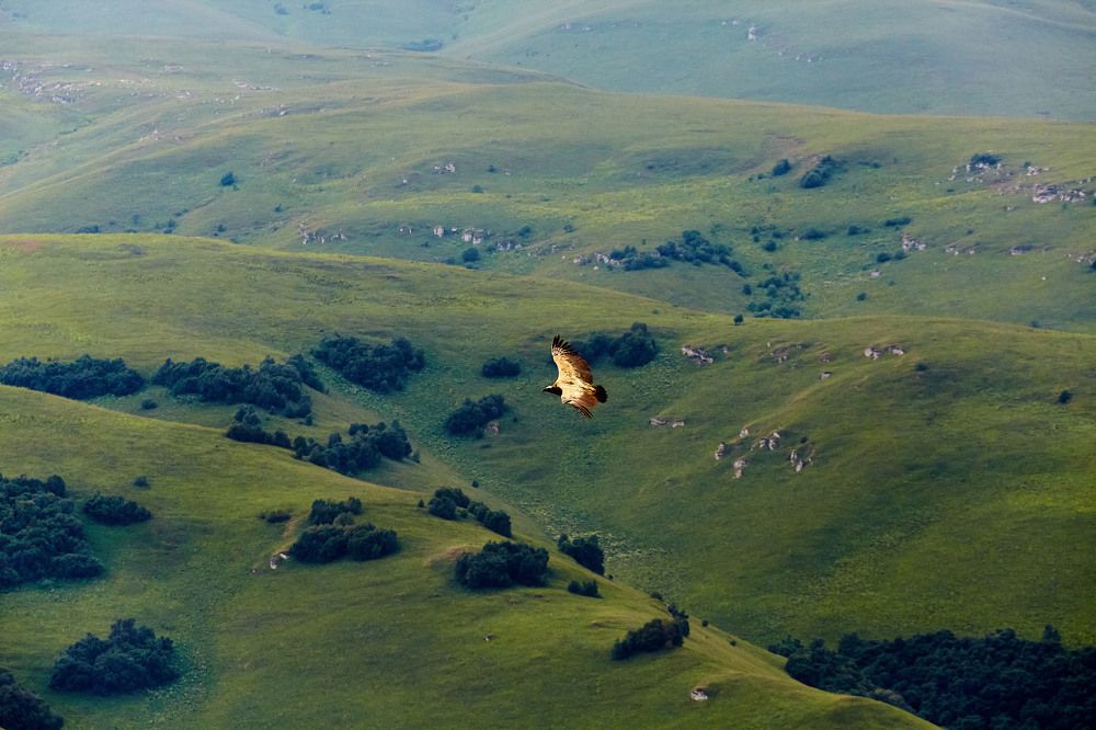 Фотография автора Totoro