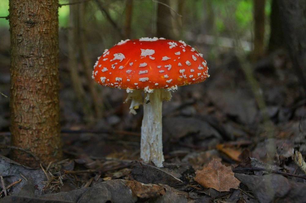 Photograph by Margareth Tikhonova