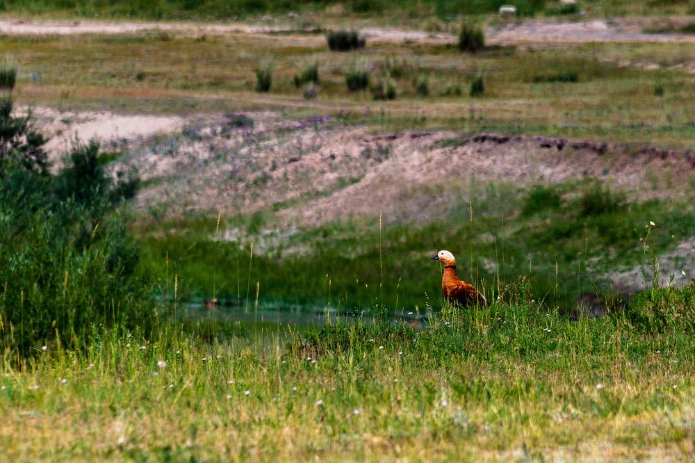 Фотография автора Totoro