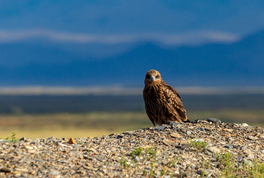 Фотография автора Totoro