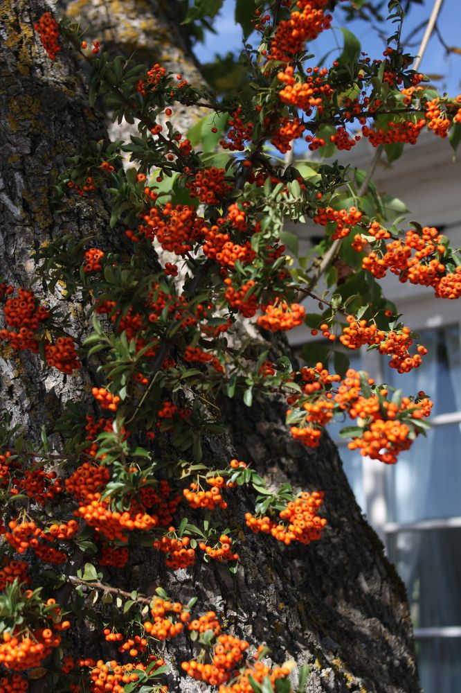 Photograph by Елена Казаренко