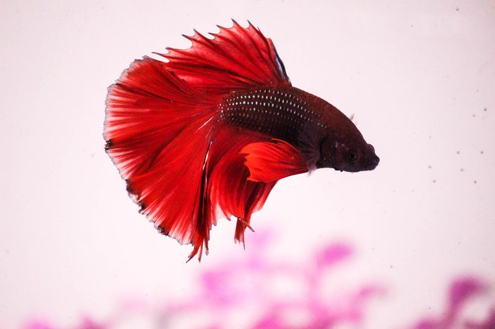 Фотография автора Алина Павлова