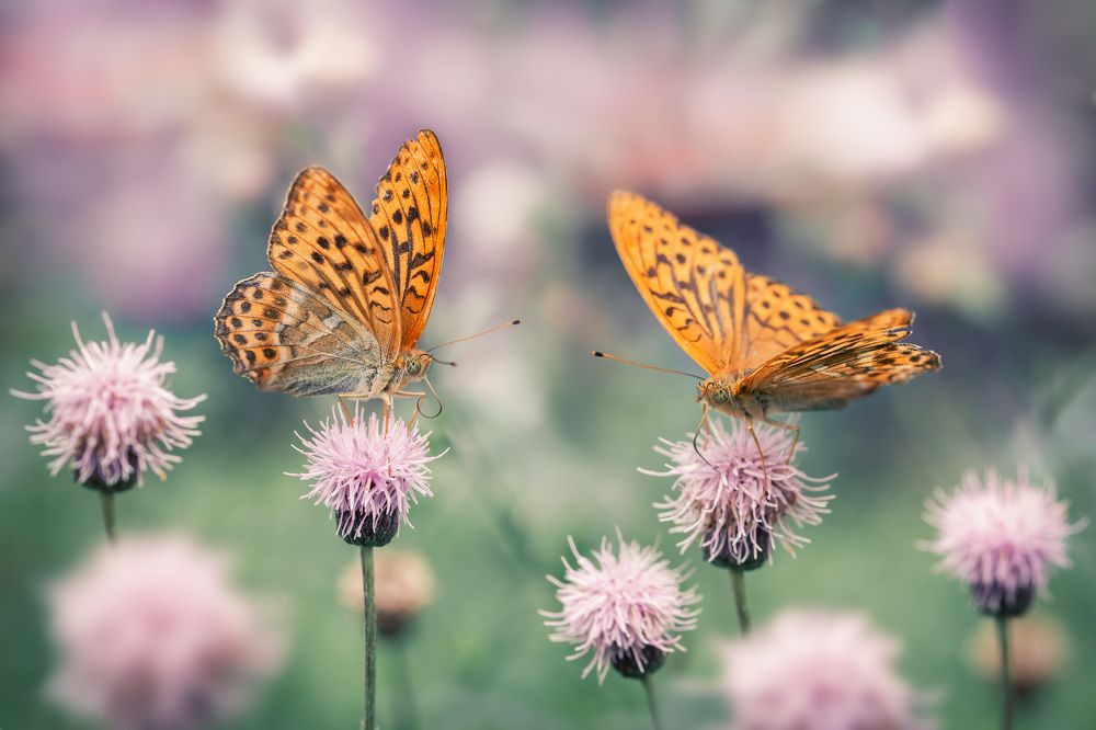 Photograph by Рагинская Ольга