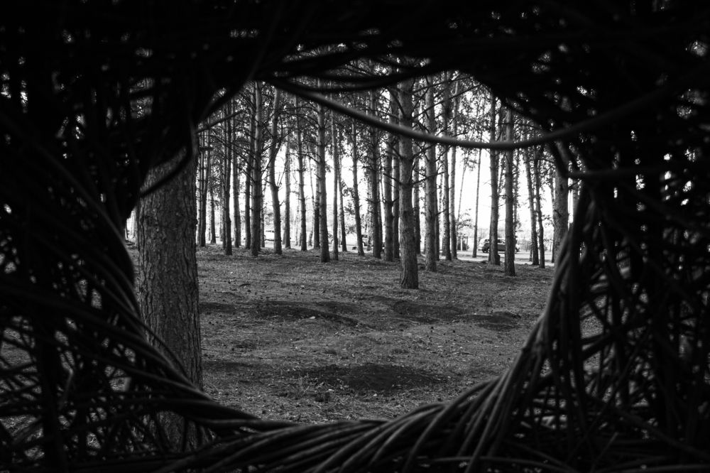 Photograph by Александр Коковихин