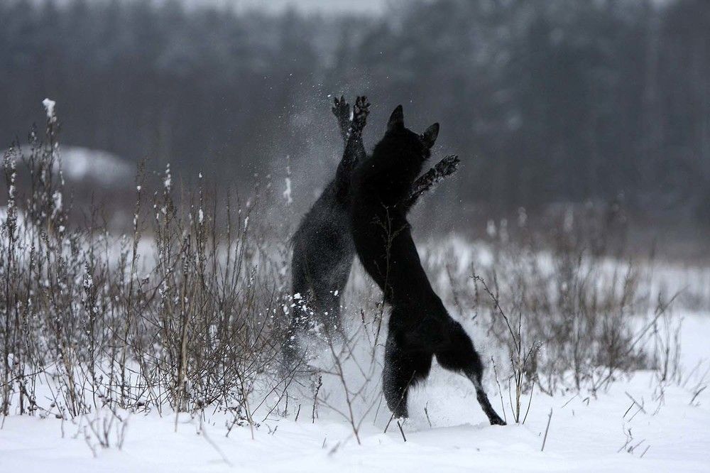 Бой с тенью.