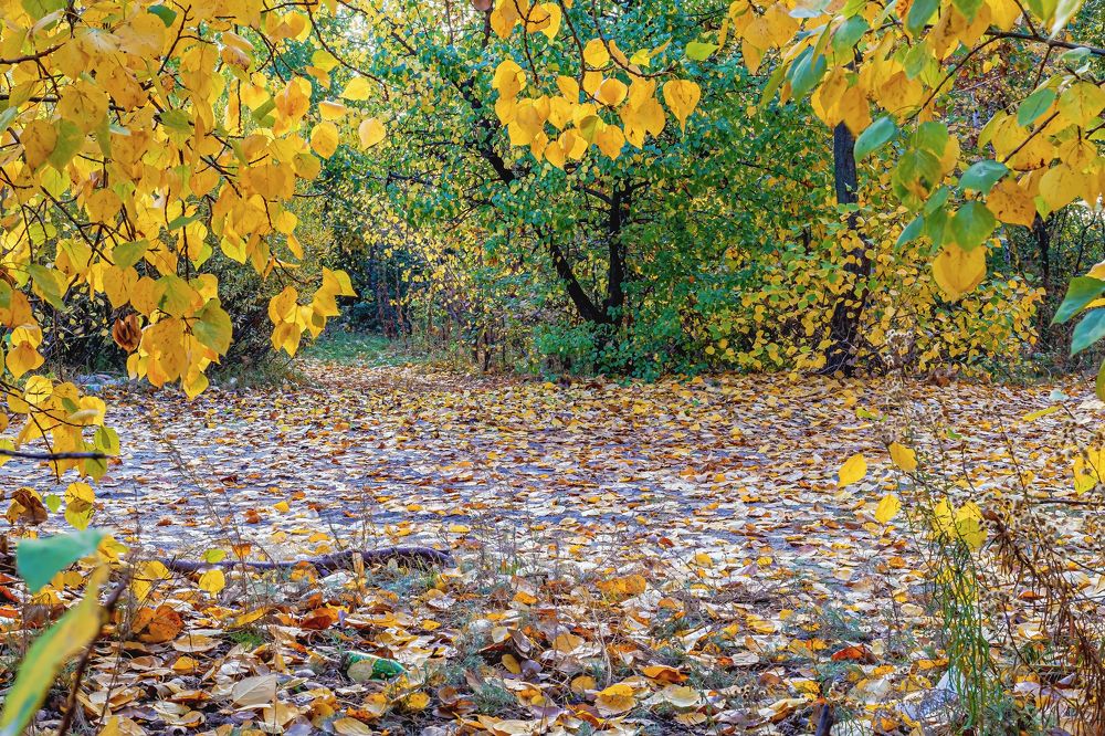 Осеннее настроение..