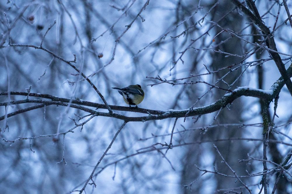 Photograph by Дмитрий Цикин