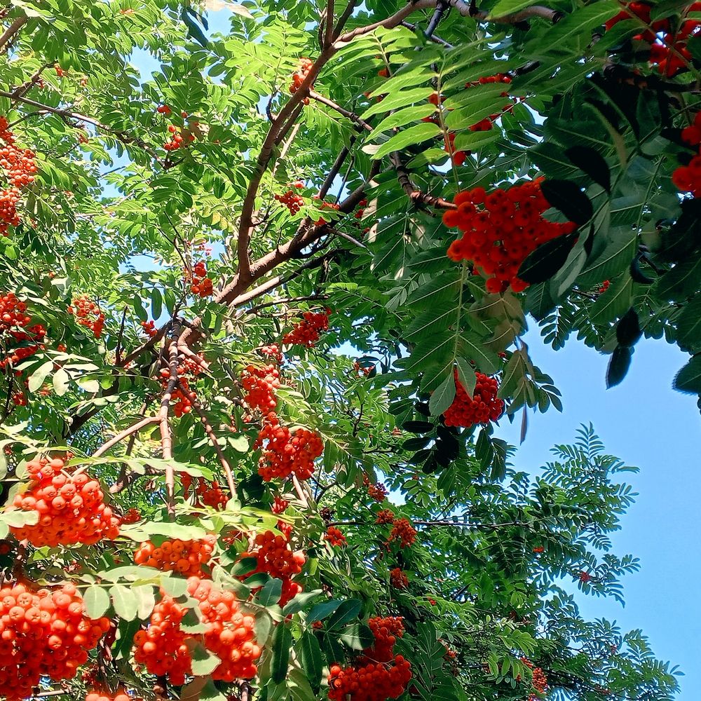 Рябина вызрела