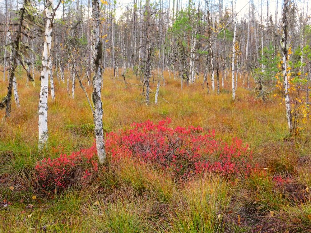 Photograph by Людмила Кононова