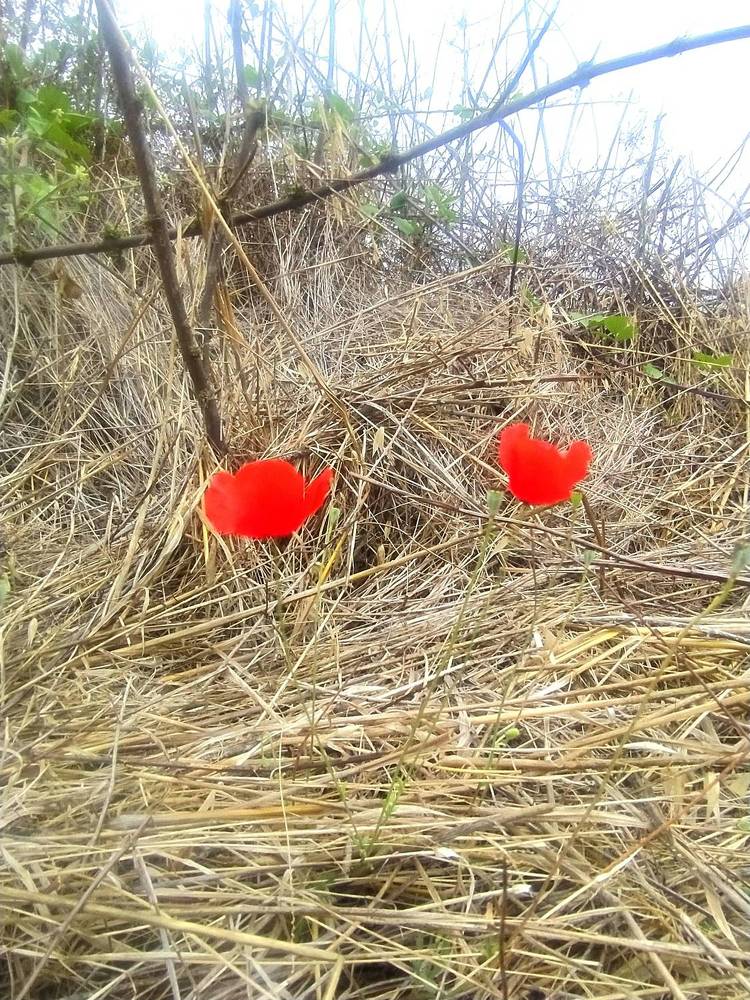 Photograph by Марина Василенко