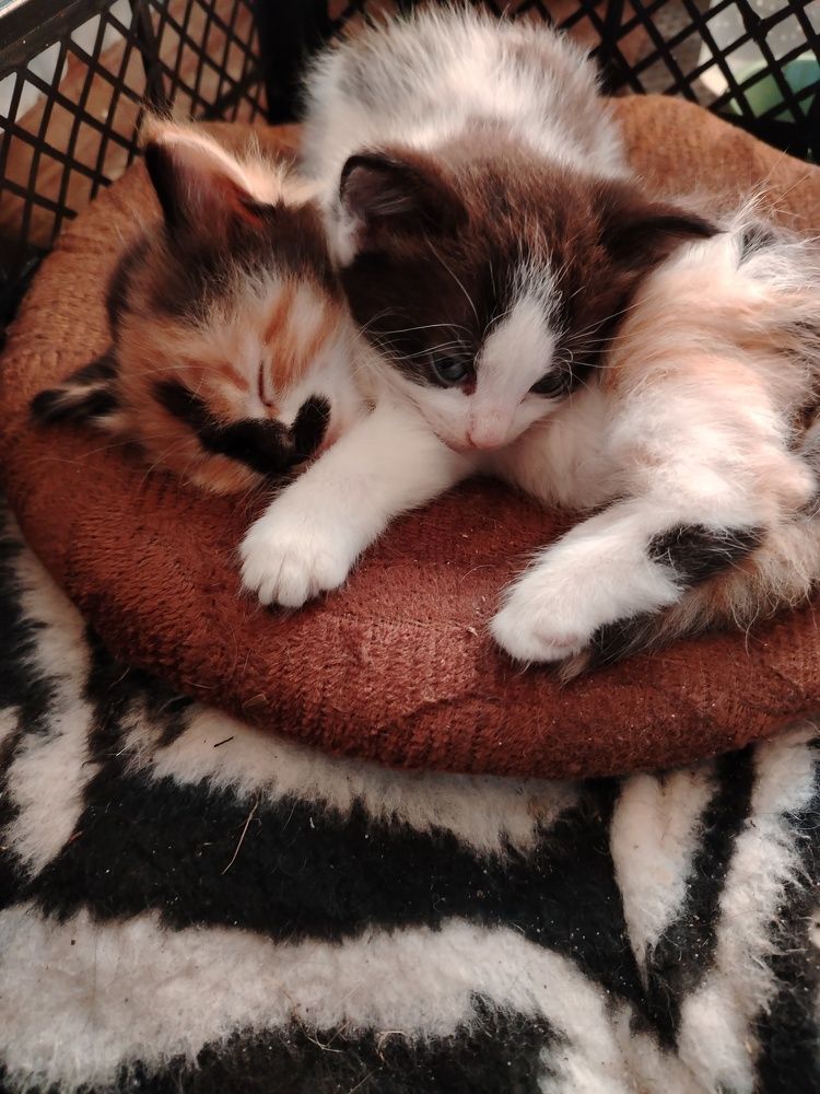 Photo #11194181