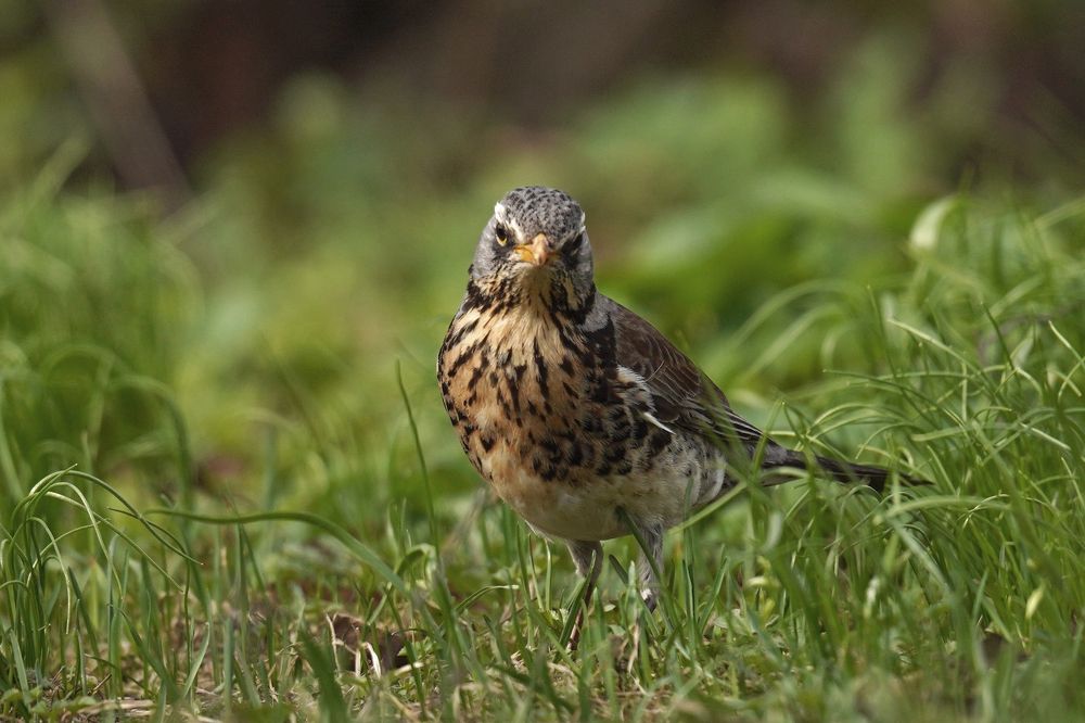 Фотография автора Владимир Соколов