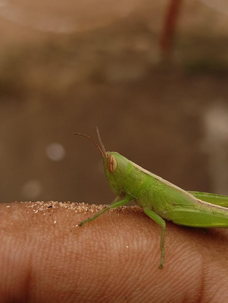 Grasshopper