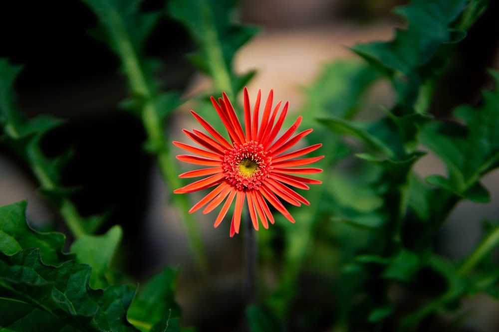 Photograph by Nguyễn Phú