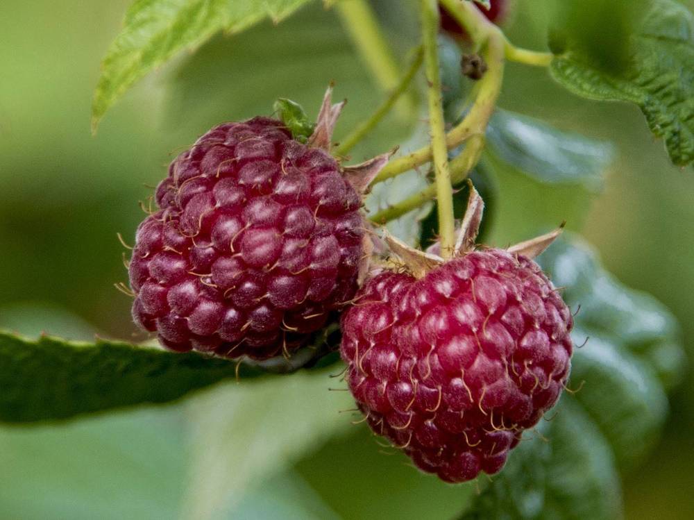 Photograph by Пушкин Сергей