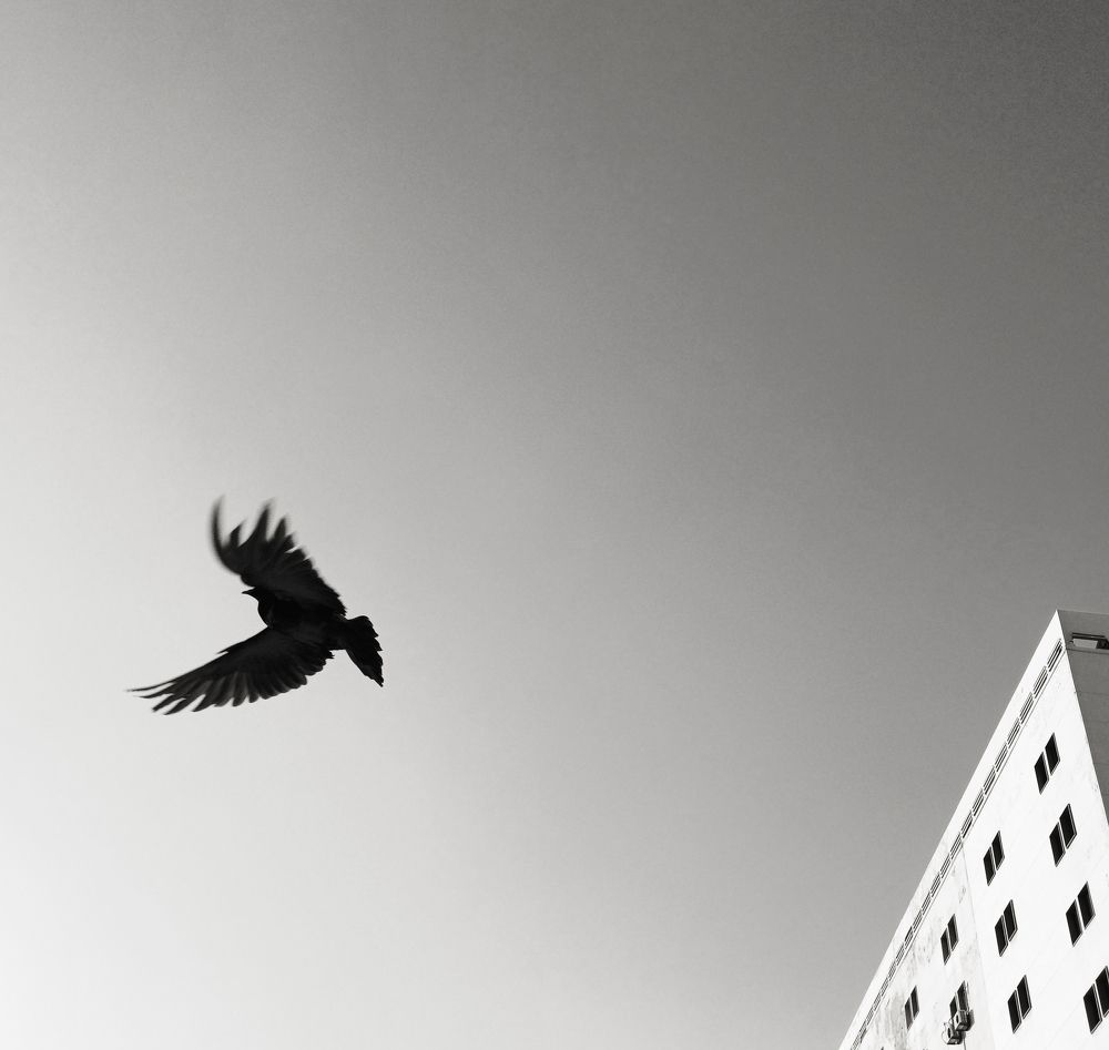 Photo #11194507