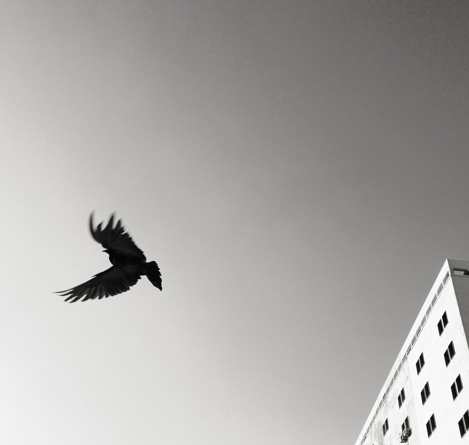 Photo #11194507