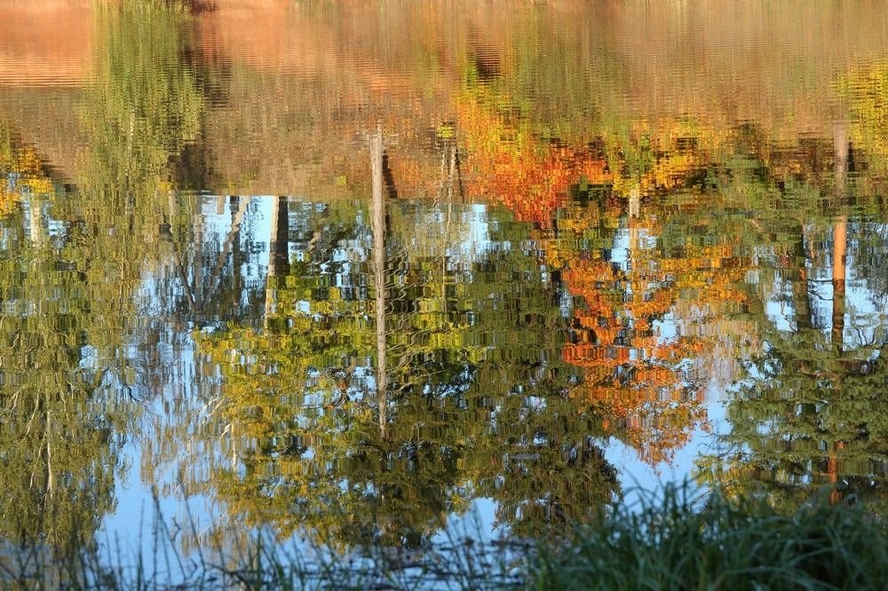 Палитра р.Оредеж