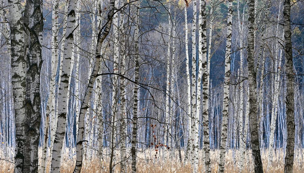 Фотография автора Сергей Сынтин