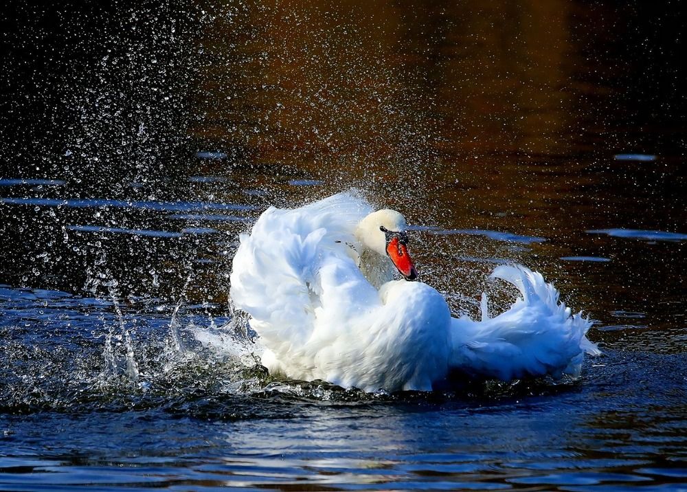 Photograph by Татьяна Слесарева