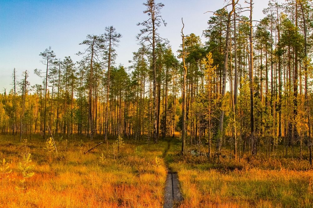 Photograph by Дмитрий Фетисов