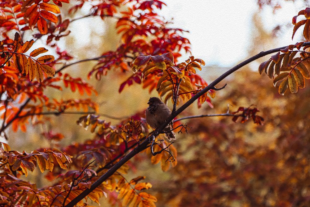 Фотография автора Елена Разина