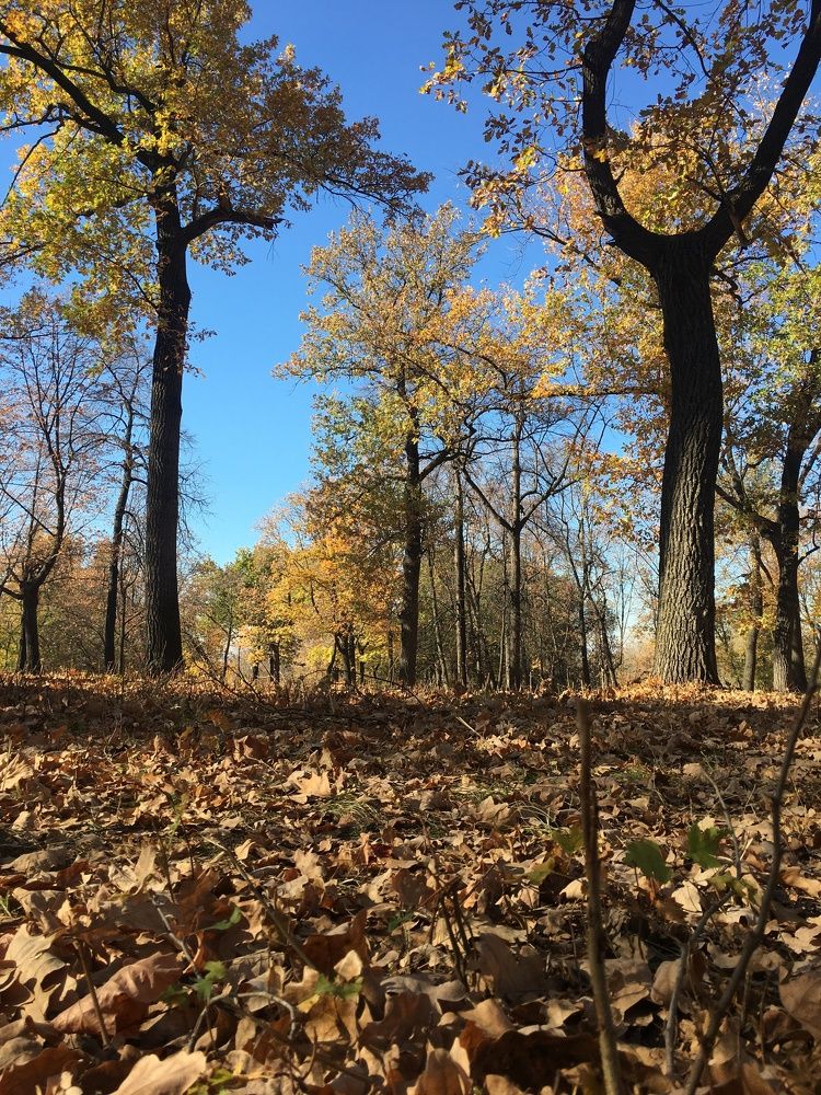 Фотография автора Балановская Виктория